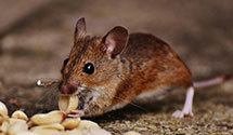 24 Hour & Emergency Exterminators in Pinedale, PA